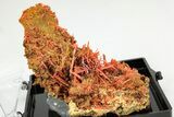 Bright Orange Crocoite Crystal Cluster - Tasmania #206949-1